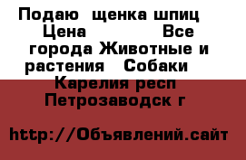 Подаю. щенка шпиц  › Цена ­ 27 000 - Все города Животные и растения » Собаки   . Карелия респ.,Петрозаводск г.